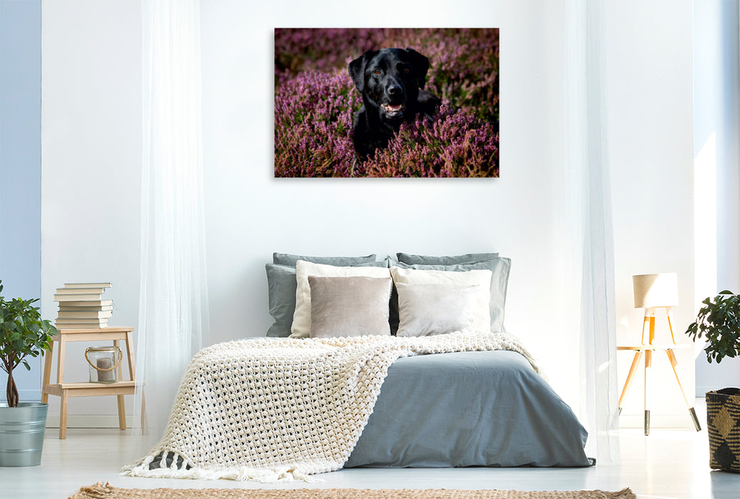 Premium Textil-Leinwand Premium Textil-Leinwand 120 cm x 80 cm quer Labrador Retriever - Treue Begleiter