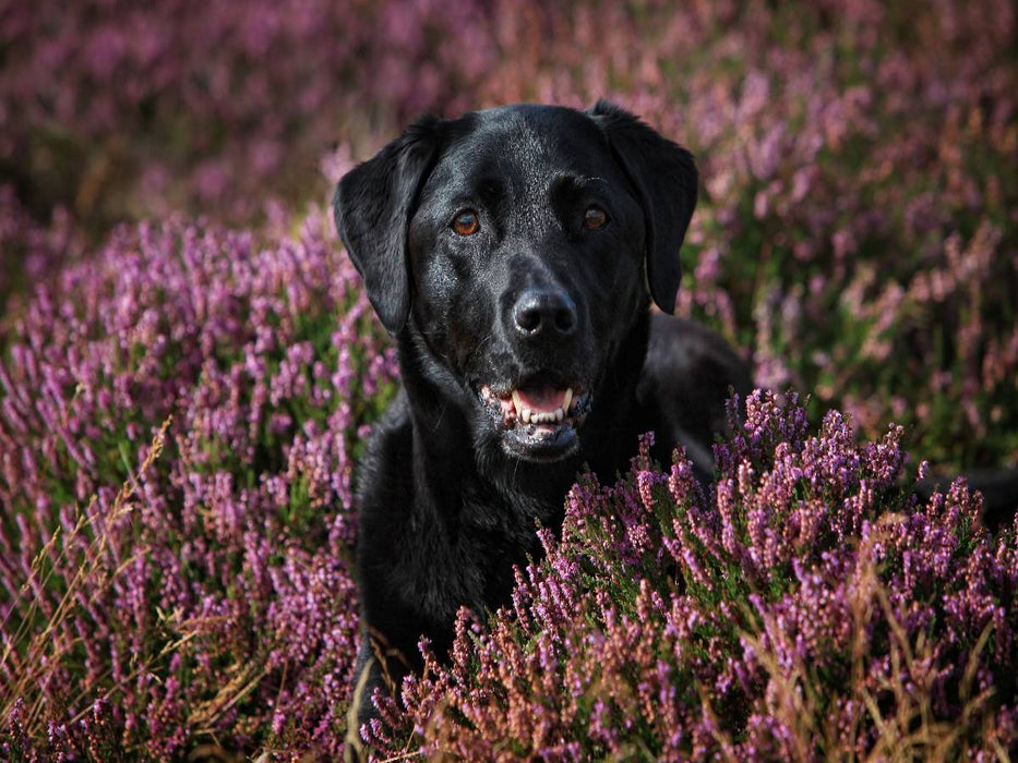 Labrador Retriever - Treue Begleiter - CALVENDO Foto-Puzzle'