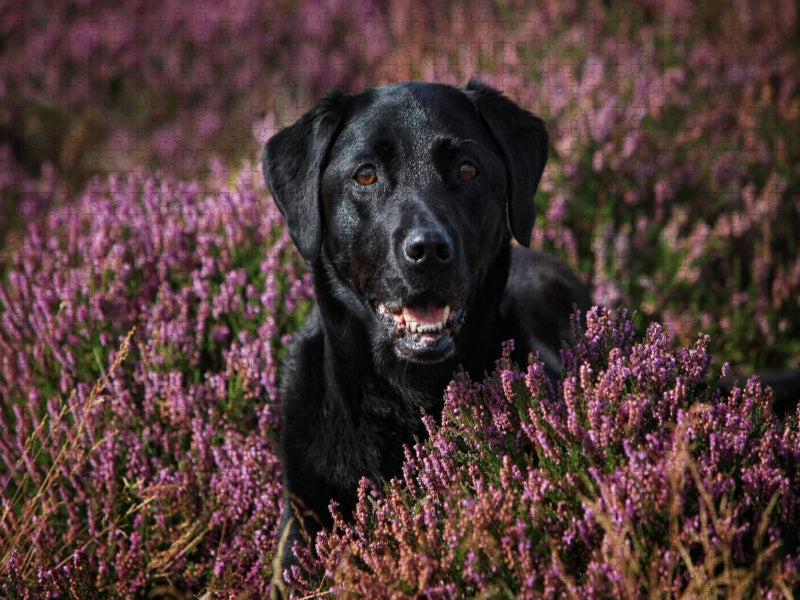 Labrador Retriever - Treue Begleiter - CALVENDO Foto-Puzzle'