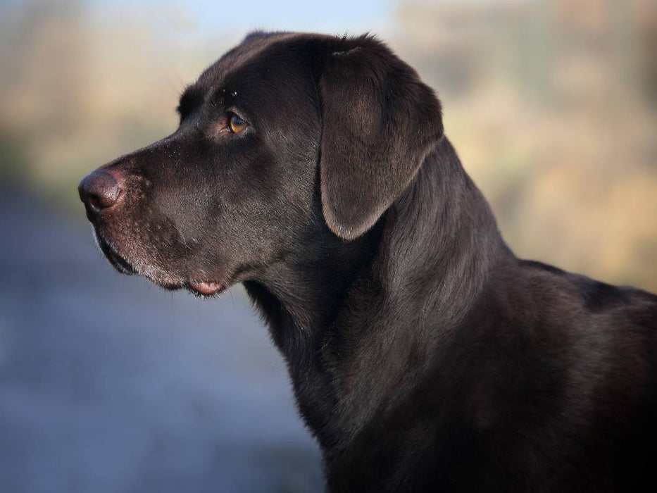 Labrador Retriever - Treue Begleiter - CALVENDO Foto-Puzzle'