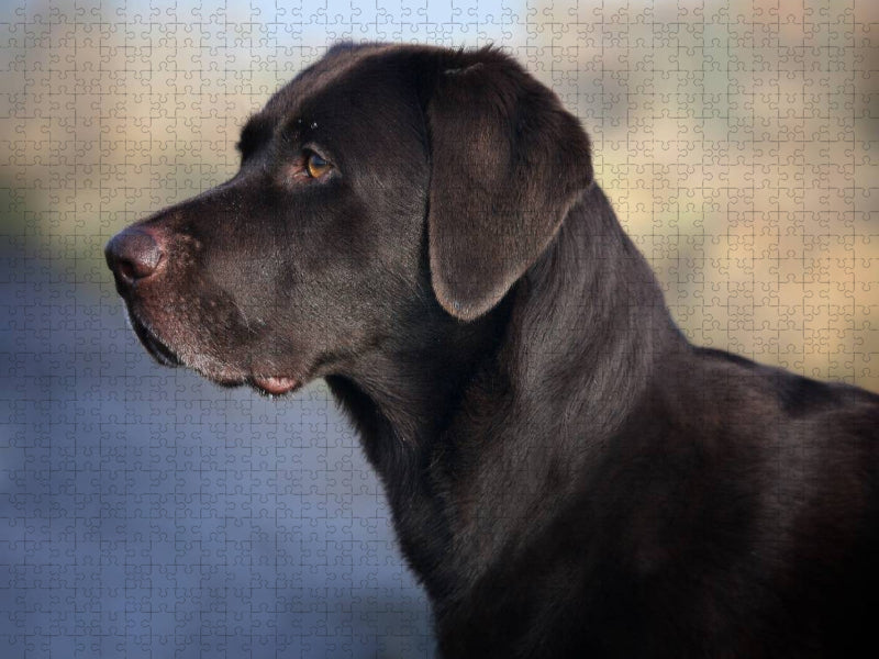 Labrador Retriever - Treue Begleiter - CALVENDO Foto-Puzzle'