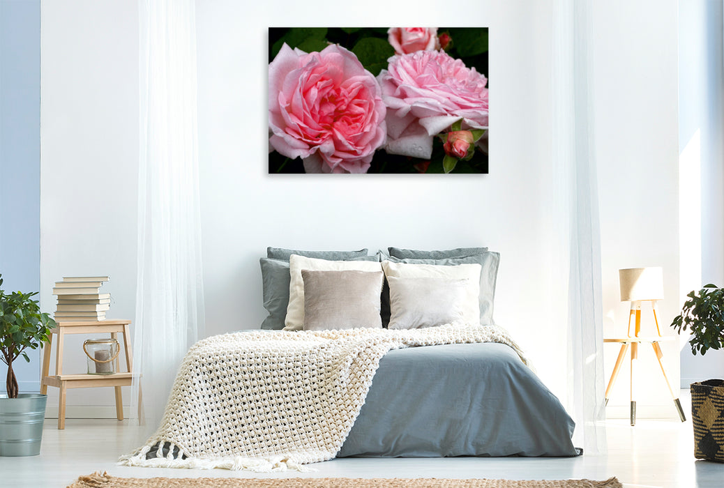 Premium Textil-Leinwand Premium Textil-Leinwand 120 cm x 80 cm quer Englische Rose in Rosa