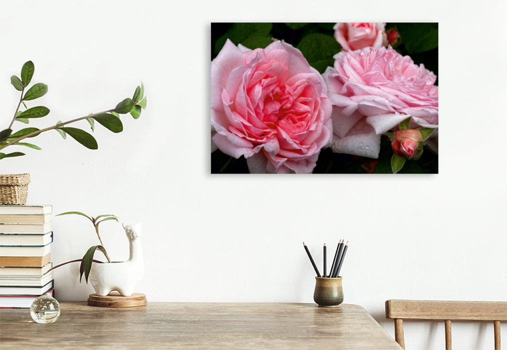 Premium Textil-Leinwand Premium Textil-Leinwand 120 cm x 80 cm quer Englische Rose in Rosa