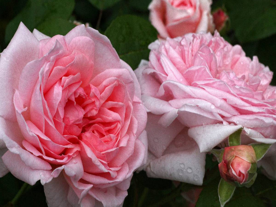 Englische Rose in Rosa - CALVENDO Foto-Puzzle'