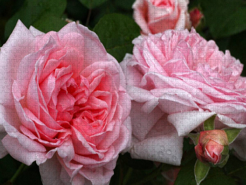 Englische Rose in Rosa - CALVENDO Foto-Puzzle'