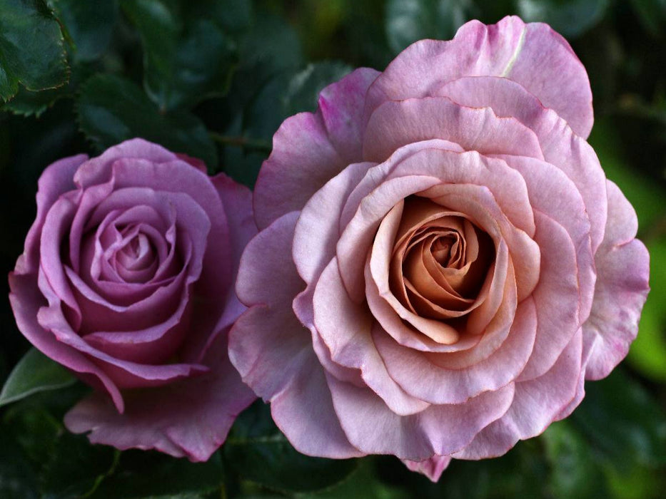 Wunderschöne Rosen - CALVENDO Foto-Puzzle'