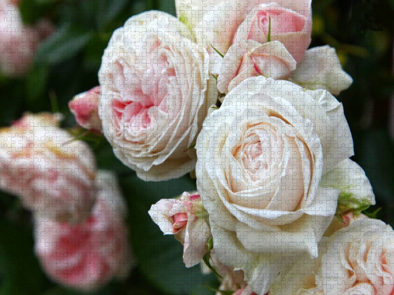 Rosen im Garten - CALVENDO Foto-Puzzle'