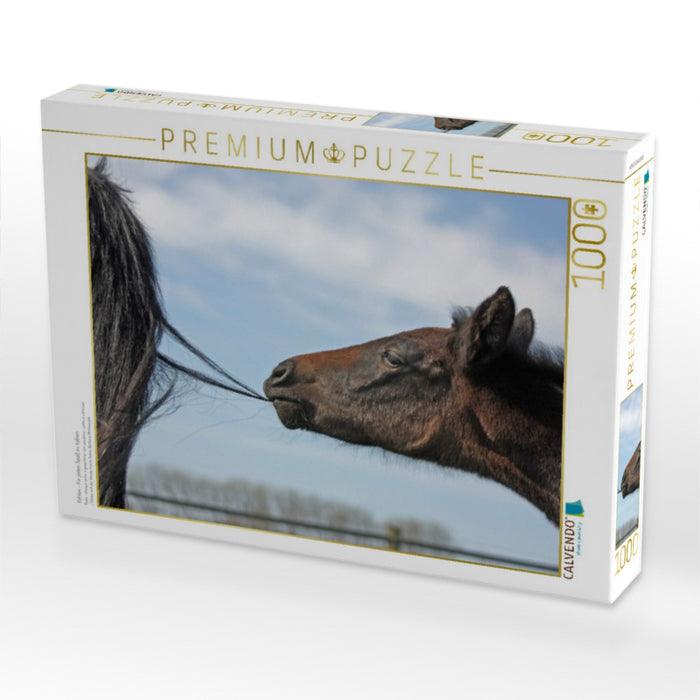 Fohlen - für jeden Spaß zu haben - CALVENDO Foto-Puzzle'