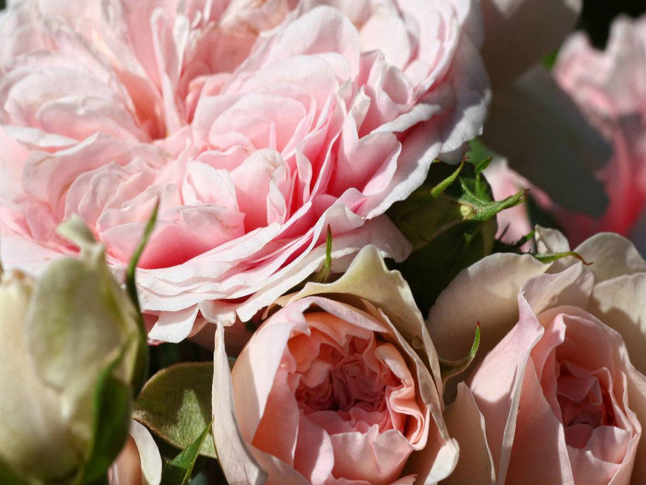 Die Rose - Königin der Blumen - CALVENDO Foto-Puzzle'