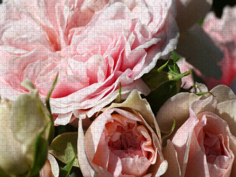 Die Rose - Königin der Blumen - CALVENDO Foto-Puzzle'