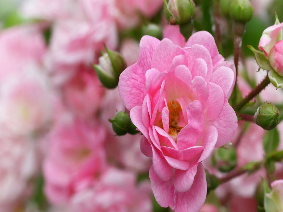 Rose - Königin der Blumen - CALVENDO Foto-Puzzle'