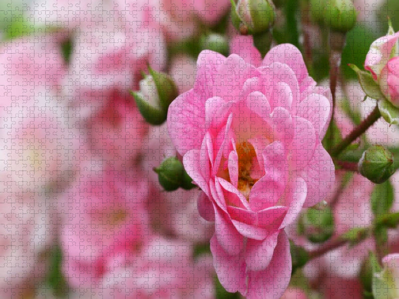 Rose - Königin der Blumen - CALVENDO Foto-Puzzle'