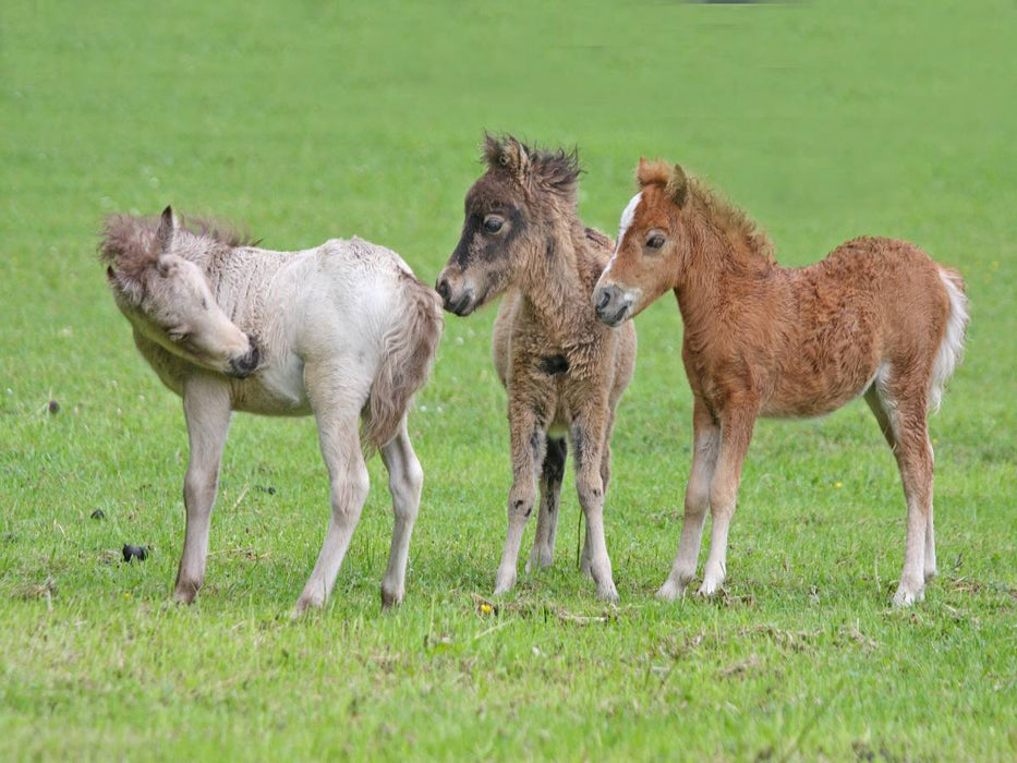 Kleine Raufbolde - CALVENDO Foto-Puzzle'