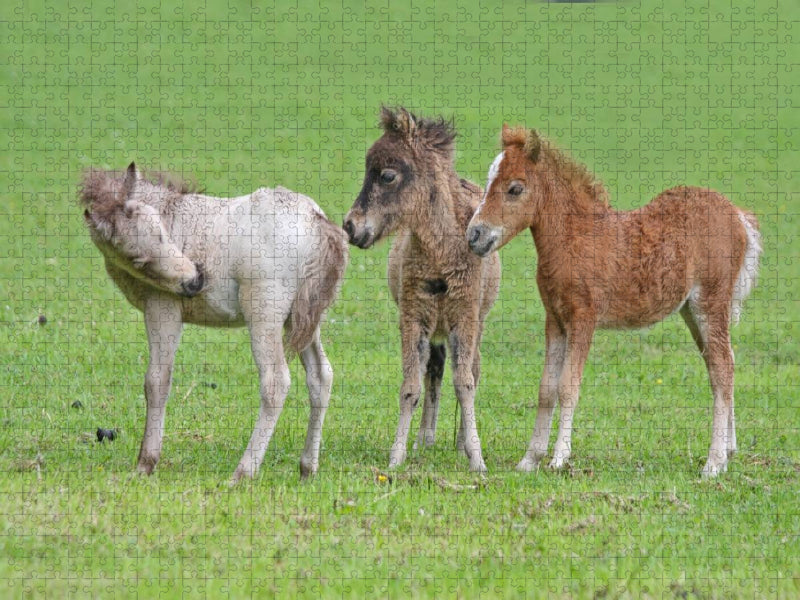 Kleine Raufbolde - CALVENDO Foto-Puzzle'