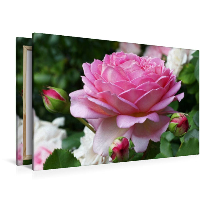 Toile textile premium Toile textile premium 120 cm x 80 cm paysage roses anglaises dans le jardin 