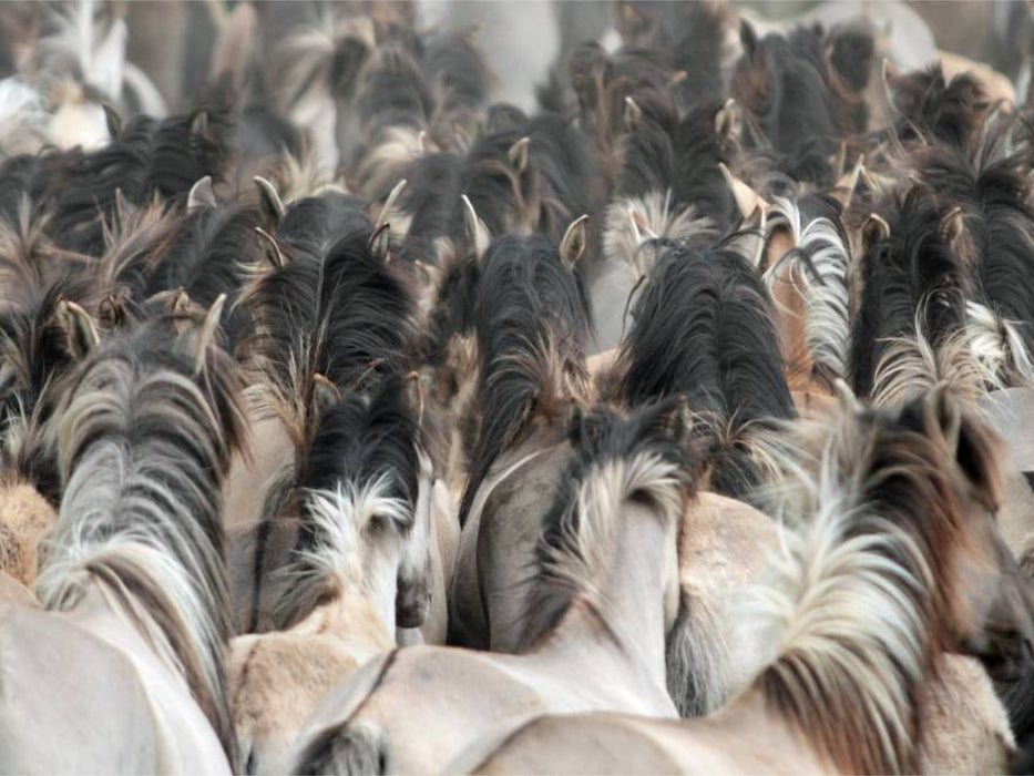 Dülmener Wildpferde - Gefährdete Nutztierrasse - CALVENDO Foto-Puzzle'