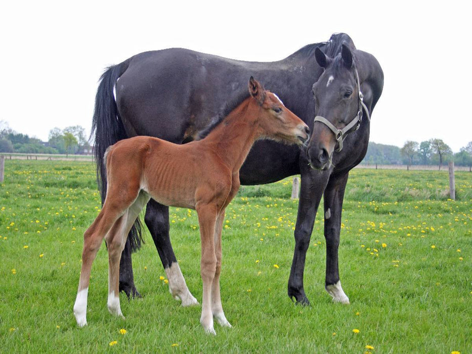 Mutterliebe - Fohlen und Mutterstute - CALVENDO Foto-Puzzle'