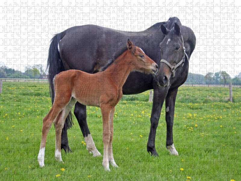 Mutterliebe - Fohlen und Mutterstute - CALVENDO Foto-Puzzle'