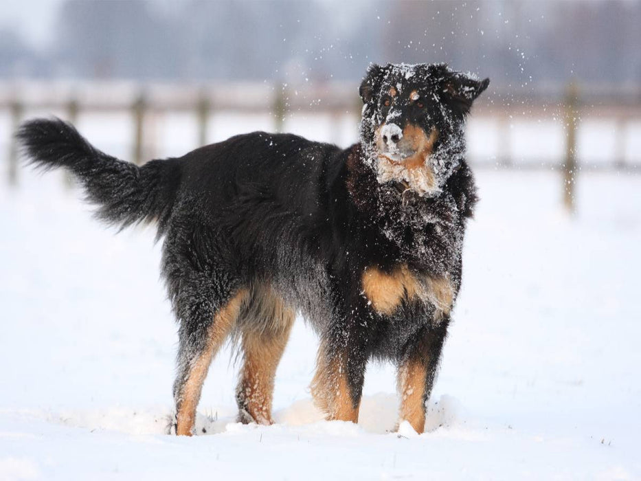 Hovawart - Spass im Schnee - CALVENDO Foto-Puzzle'