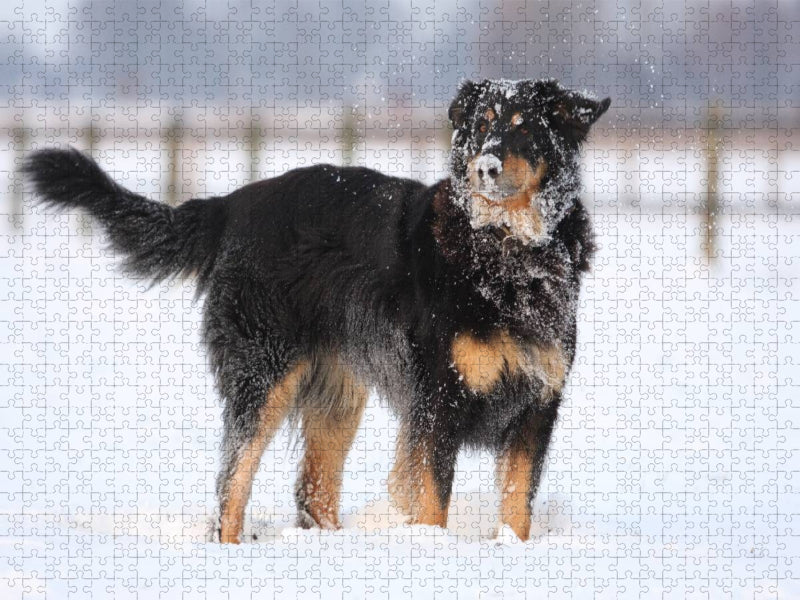 Hovawart - Spass im Schnee - CALVENDO Foto-Puzzle'