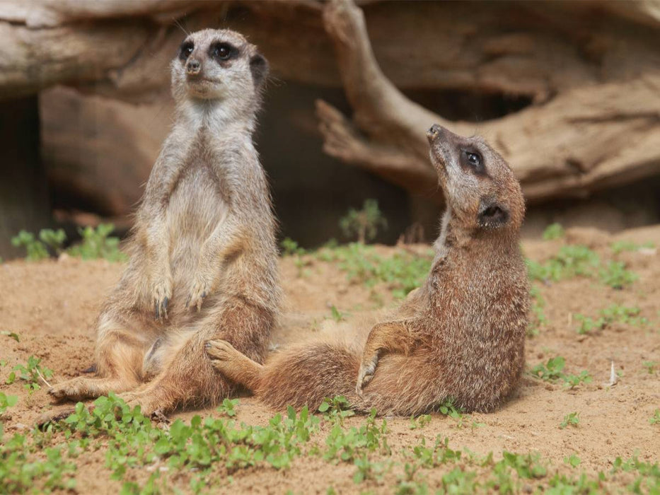 Einfach mal relaxen! - CALVENDO Foto-Puzzle'