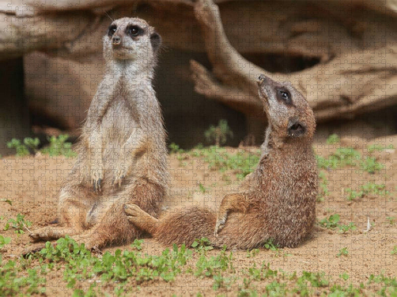 Einfach mal relaxen! - CALVENDO Foto-Puzzle'