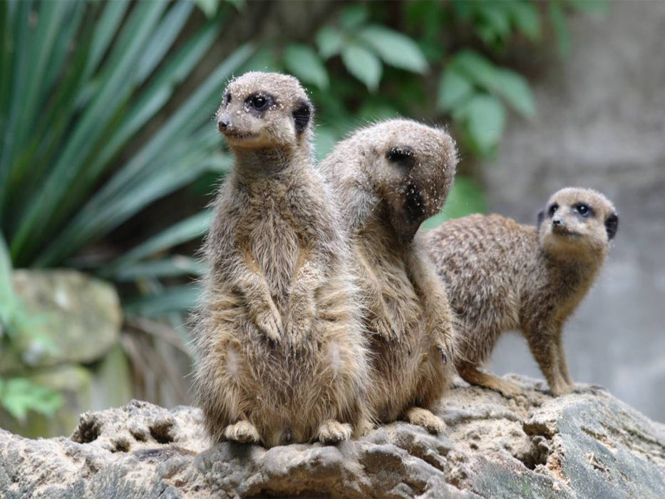 Erdmännchen - kleine Wachposten - CALVENDO Foto-Puzzle'
