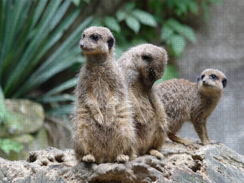 Erdmännchen - kleine Wachposten - CALVENDO Foto-Puzzle'