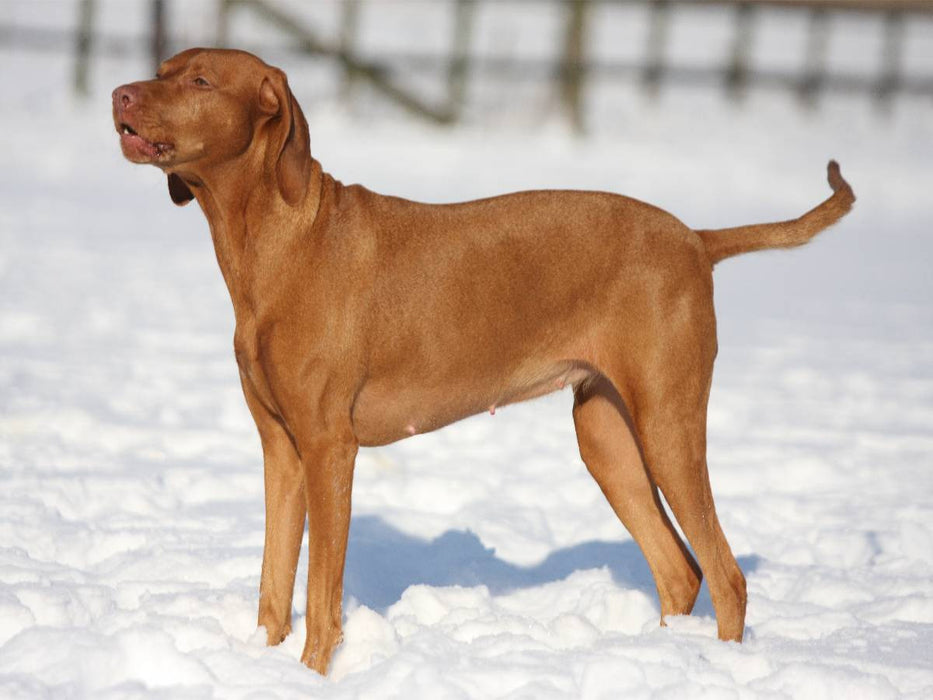 Magyar Vizsla - Wintermotiv - CALVENDO Foto-Puzzle'