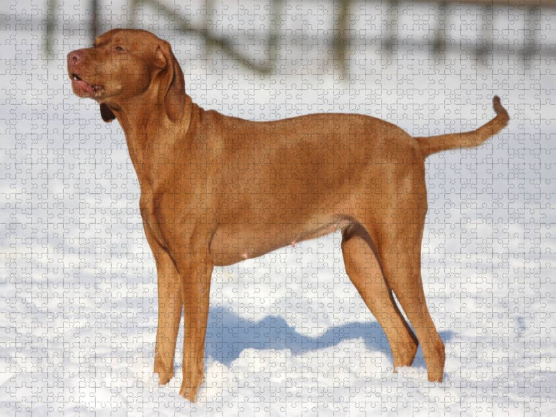 Magyar Vizsla - Wintermotiv - CALVENDO Foto-Puzzle'