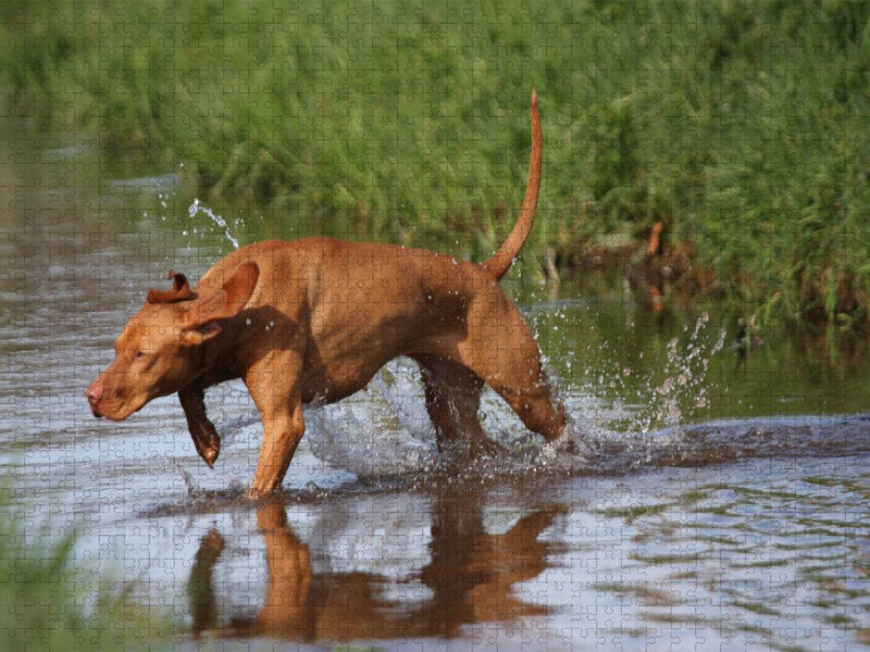 Jagdfieber - CALVENDO Foto-Puzzle'