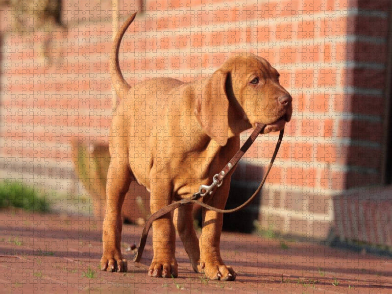 Lass uns Gassi gehen! - CALVENDO Foto-Puzzle'