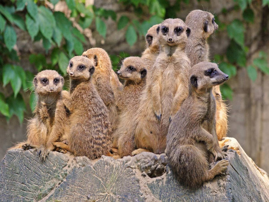 Familienbande Erdmännchen - CALVENDO Foto-Puzzle'