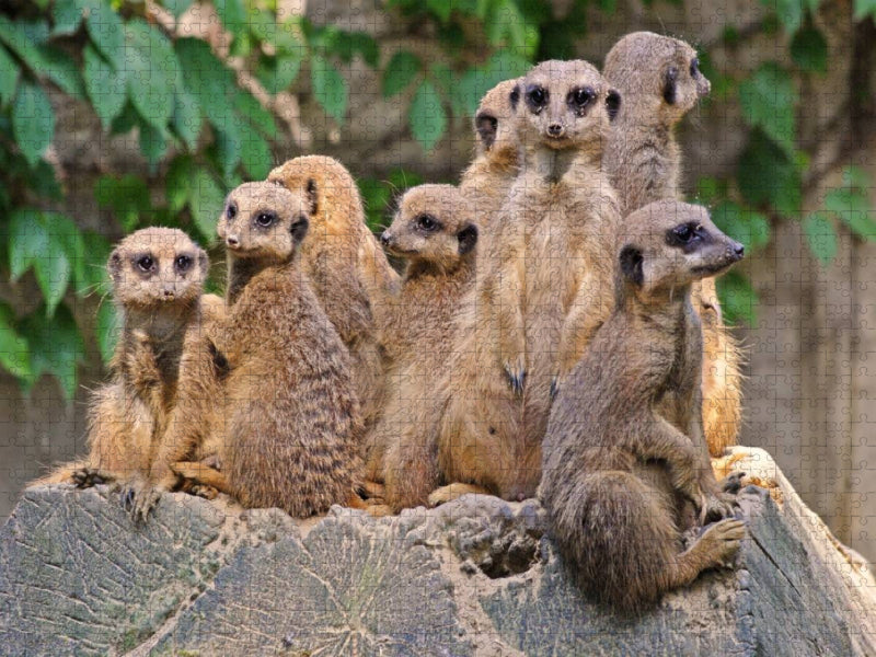 Familienbande Erdmännchen - CALVENDO Foto-Puzzle'