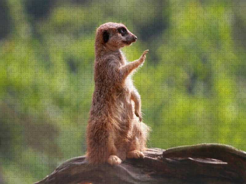 Halt Stop - ich habe alles im Blick! - CALVENDO Foto-Puzzle'