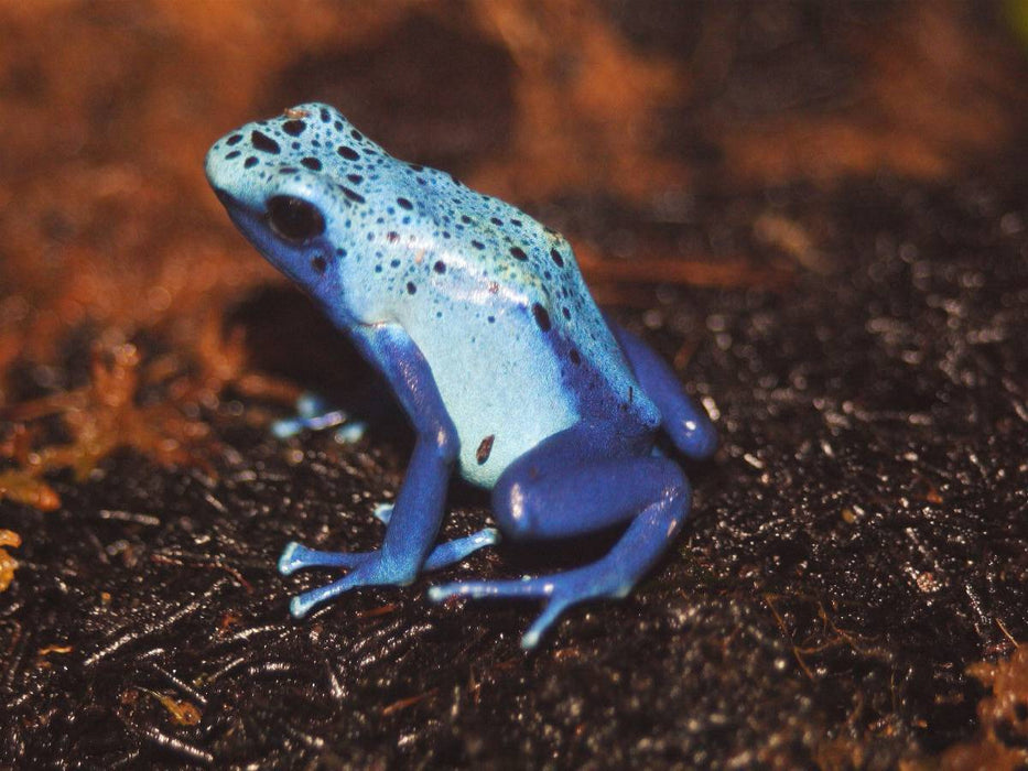 Blauer Baumsteigerfrosch - CALVENDO Foto-Puzzle'
