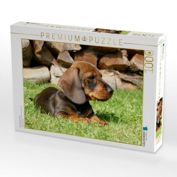 Rauhaardackel Welpe - CALVENDO Foto-Puzzle'