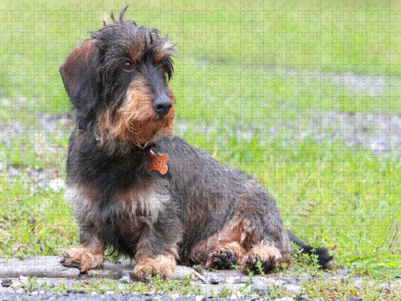 Liebenswerter Rabauke - CALVENDO Foto-Puzzle'
