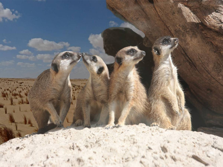 Erdmännchen in der Wüste - CALVENDO Foto-Puzzle'