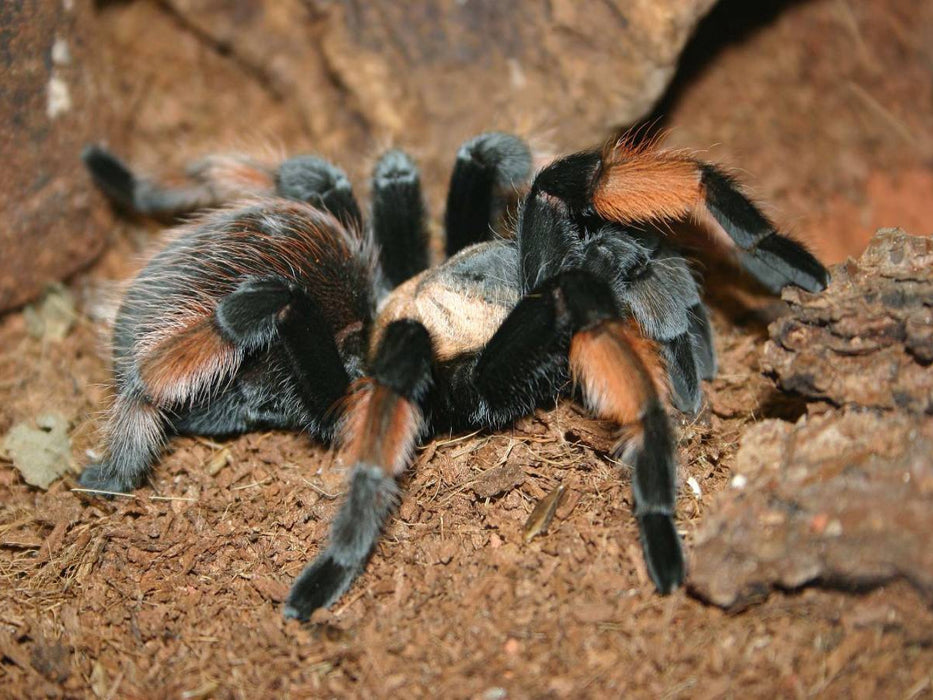 Mexikanische Rotknie-Vogelspinne - CALVENDO Foto-Puzzle'