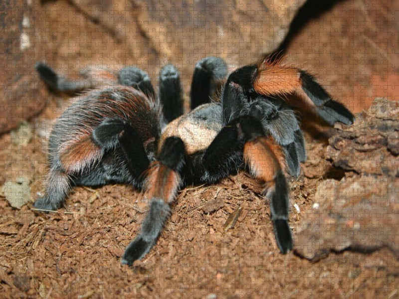 Mexikanische Rotknie-Vogelspinne - CALVENDO Foto-Puzzle'
