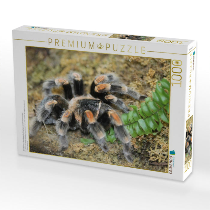 Ein Motiv aus dem Kalender Vogelspinnen (Theraphosidae) - CALVENDO Foto-Puzzle'