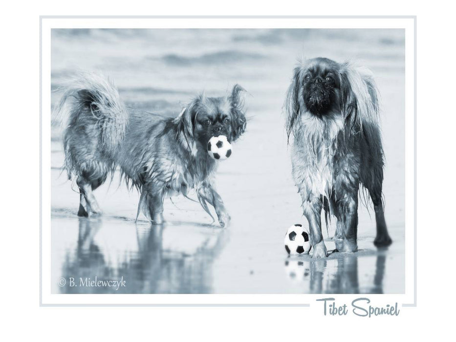 Tibet Spaniel - CALVENDO Foto-Puzzle'