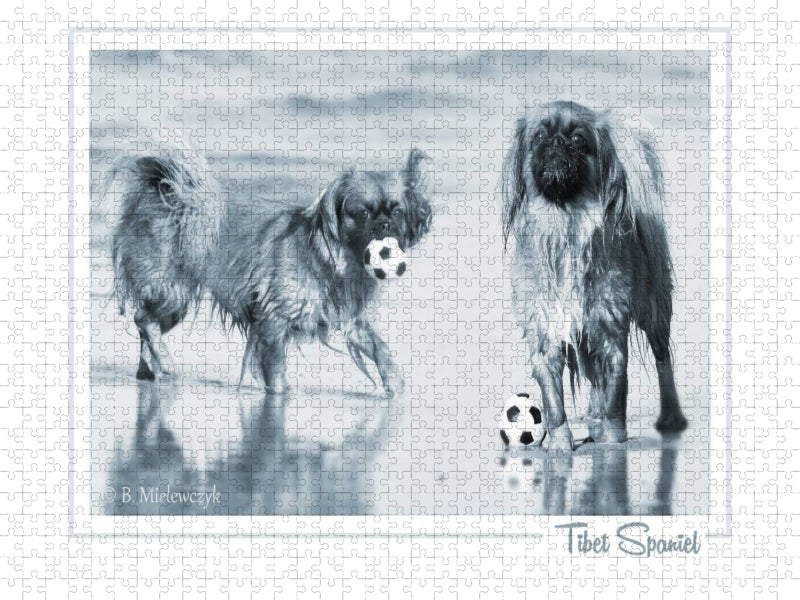 Tibet Spaniel - CALVENDO Foto-Puzzle'