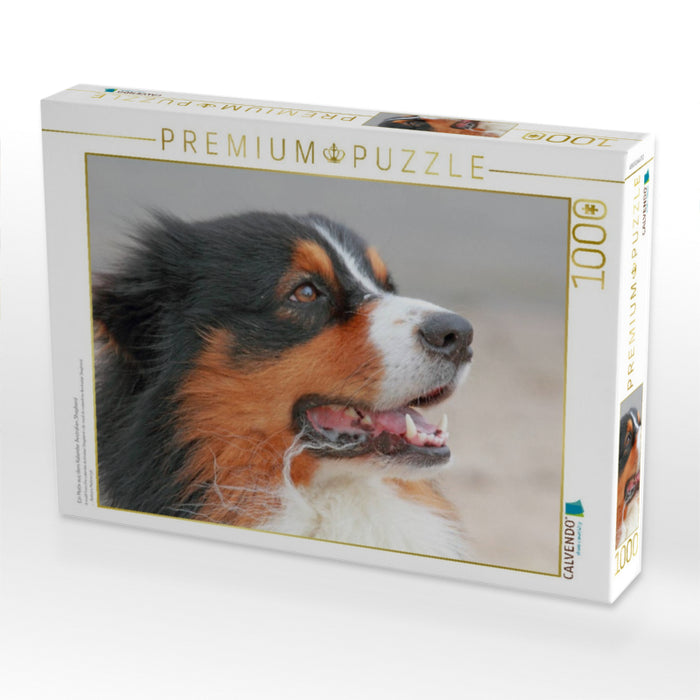 Ein Motiv aus dem Kalender Australian Shepherd - CALVENDO Foto-Puzzle'