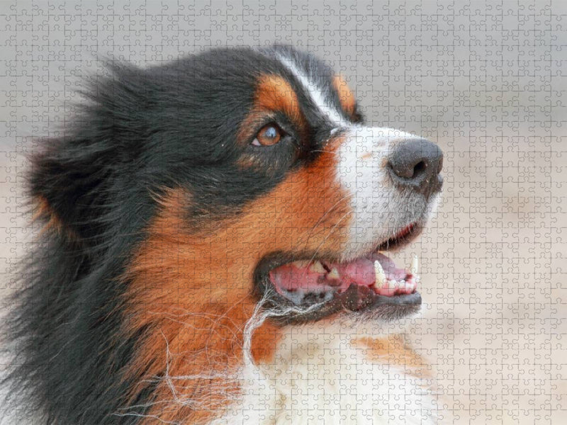 Ein Motiv aus dem Kalender Australian Shepherd - CALVENDO Foto-Puzzle'