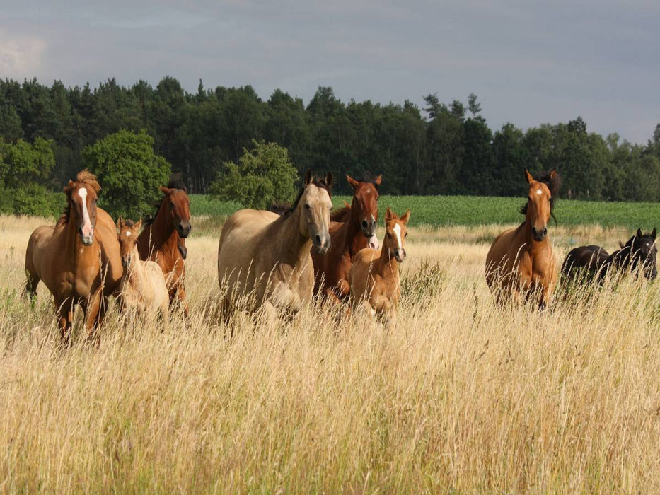 Herdenleben - CALVENDO Foto-Puzzle'