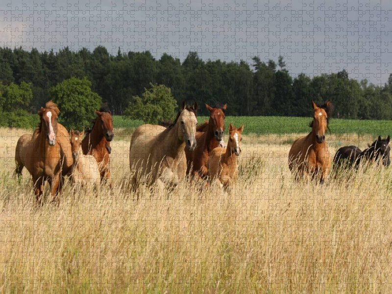 Herdenleben - CALVENDO Foto-Puzzle'