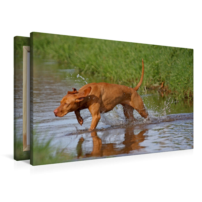 Premium Textil-Leinwand Ein Motiv aus dem Kalender Magyar Vizsla