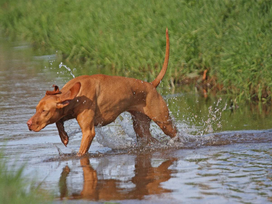 Jagdhund Magyar Vizsla - CALVENDO Foto-Puzzle'